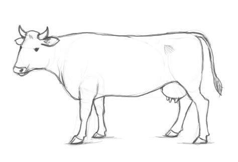 36+ How To Draw A Cow Easy PNG - Shiyuyem