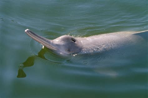 Yangtze River: Extinct white baiji dolphin may not have died out