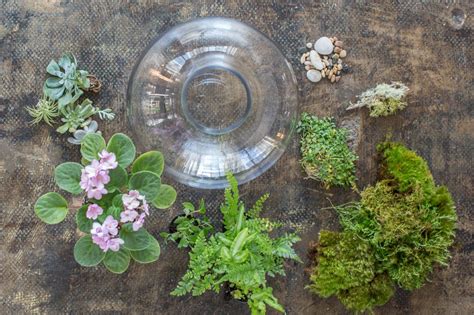 Top Terrarium Plants - Choosing the Best Plants for Your Terrarium | HGTV