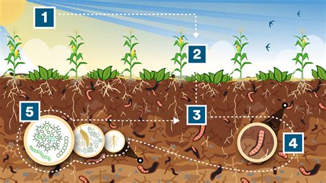 How Does Soil Carbon Sequestration Work?