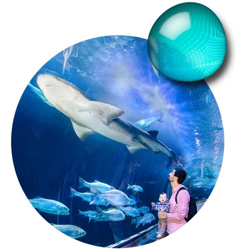 Explore - Aquarium of the Bay Attractions - Aquarium of the Bay