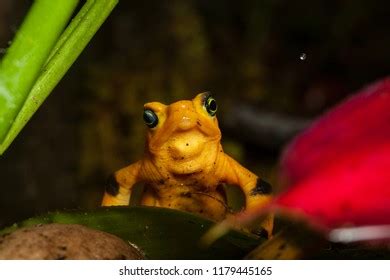 54 Panamanian Golden Frog Images, Stock Photos & Vectors | Shutterstock