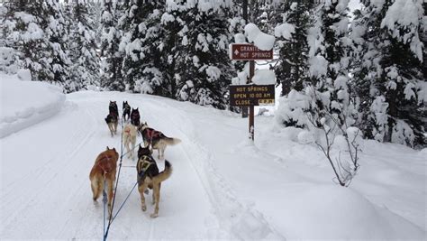 Jackson Hole Iditarod Sled Dog Tours - Jackson Hole WY Central Reservations