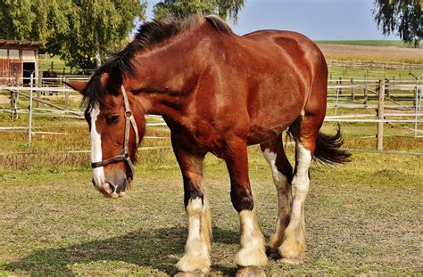 Bute, Banamine, or Equioxx? - Springhill Equine Veterinary Clinic