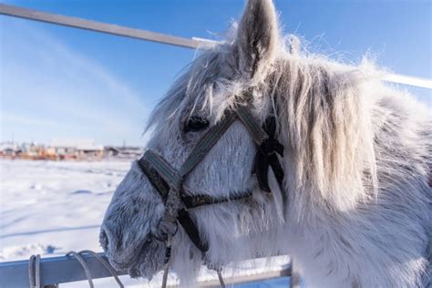 27 Photos Of Life Inside Oymyakon, The Coldest City On Earth