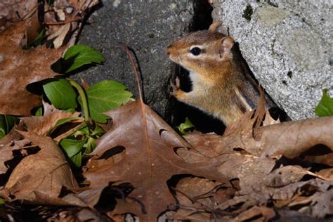 Chipmunk Burrow Stock Photos, Pictures & Royalty-Free Images - iStock