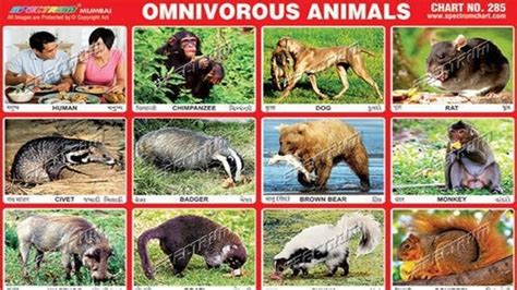 Omnivorous Animals Eating