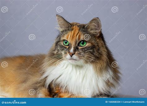 Old Norwegian Forest Cat with Green Eyes. Stock Photo - Image of grey ...