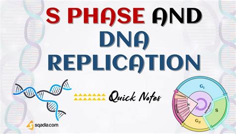 S Phase and DNA Replication