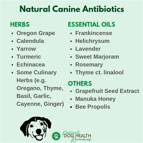 Canine Antibiotics | Natural Herbal Antibiotics for Dogs