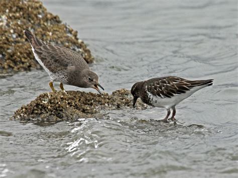 Black Turnstone: Identification and Overview