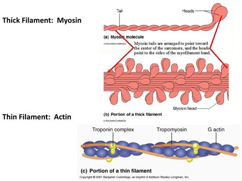 PPT - Thick Filament: Myosin PowerPoint Presentation, free download - ID:4671451