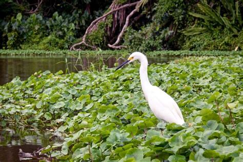 Wildlife Safari Through Tortuguero National Park • Expert Vagabond