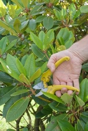 Pruning a Rhododendron | ThriftyFun