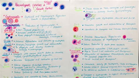 Haematopoietic growth factors - YouTube