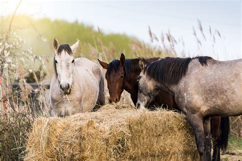 Type 1 PSSM in Horses: Genetic Cause, Symptoms, & Management | Mad Barn