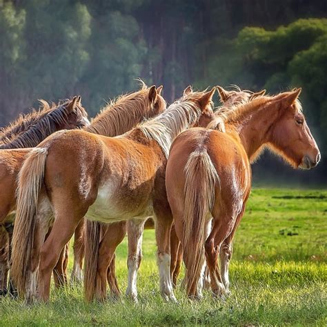 Australia to restart ‘essential’ aerial shooting of wild horses to protect native wildlife ...