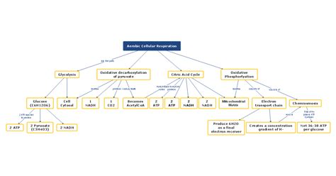 Connective Tissue Concept Map