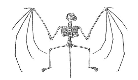 Antique Images: Free Halloween Clip Art: Bat Skeleton Illustration 1885