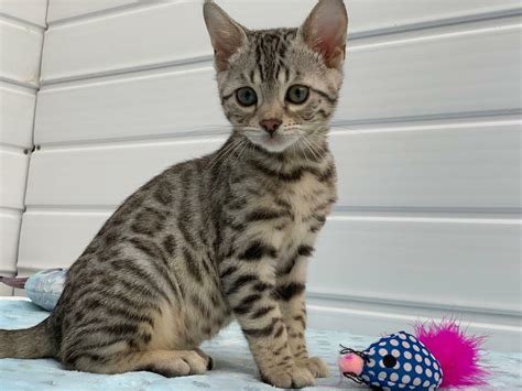 Male Silver Bengal Kitten 25/09 Ready Now | in Glynneath, Neath Port ...