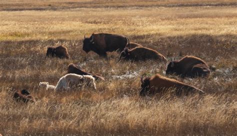 Jeff Mitton: Natural Selections: Native Americans associated with bison in North America for ...