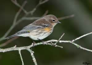 Yellow-rumped warbler - song / call / voice / sound.