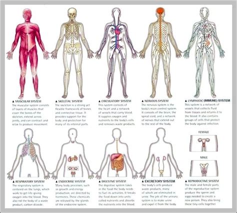 12 organ systems - Graph Diagram