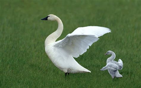 HD wallpaper: Baby Swans Following Mother, white duck, Animals, Birds, Nature | Wallpaper Flare