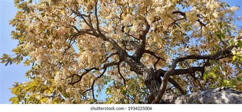 347 Meranti tree Images, Stock Photos & Vectors | Shutterstock