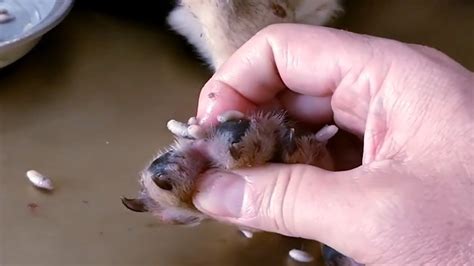 Monster Mango Worms Removal In Dog || Remove Mango Worms On Dog #9 ...