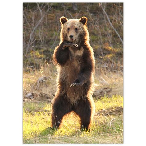 Grizzly Bear Cub - DōnaBōna Cards