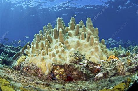 Pillar coral - Stock Image - C004/6840 - Science Photo Library