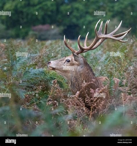 Red Deer Stag, Bushy Park, London Stock Photo - Alamy