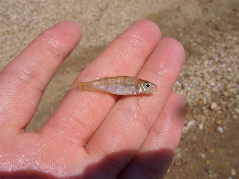 Maryland Biodiversity Project - Yellow Perch (Perca flavescens)