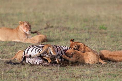 Lion cubs feeding on a zebra Photograph by Murray Rudd