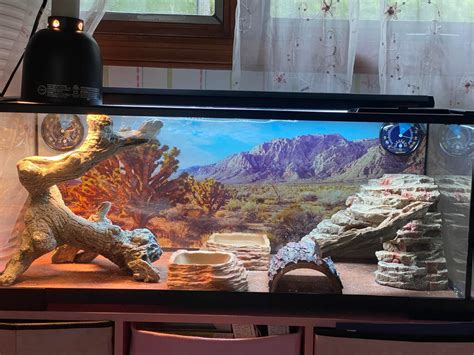 Bearded Dragon Habitat: How to Create the Best Tank Setup? - Pets Nurturing