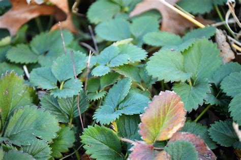 How to Prepare Strawberry Plants for Winter - A Rural Girl Writes