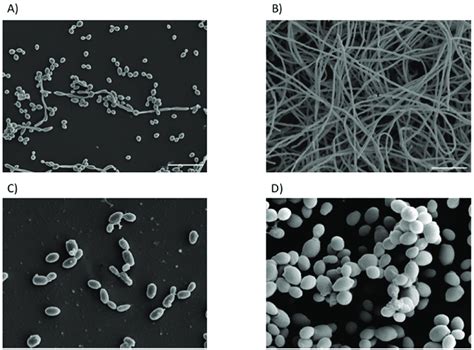 Differential biofilm formation of Candida species. Scanning electron... | Download Scientific ...