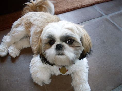 Shih Tzu Dog Breed Information - All About Dogs