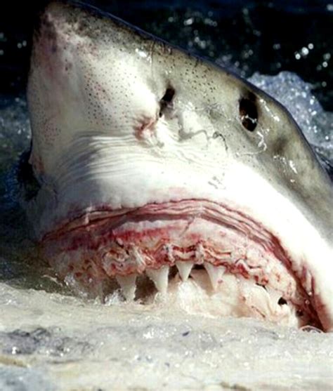 Pin de Paola Torres Blanco en El mar | Tiburones, Imágenes de tiburones, Tiburon blanco