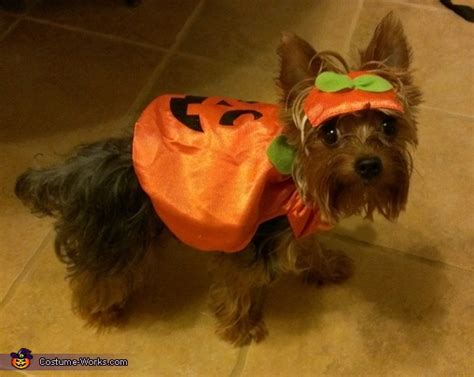 Little Pumpkin - Halloween Costume for Dogs | Original DIY Costumes