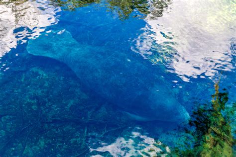 Snapshots: The Manatees of Blue Springs State Park — Miles 2 Go