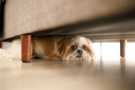 Why Would A Dog Hide Under The Bed