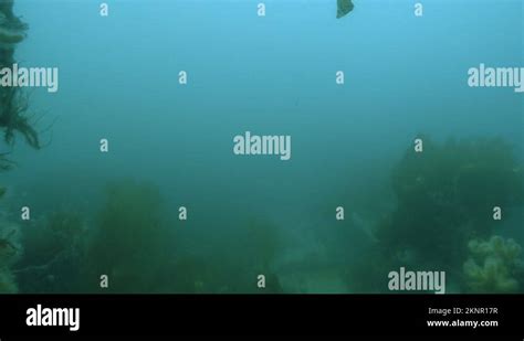 Deep sea scuba diver explores inside submerged ship wreck, pov point of Stock Video Footage - Alamy