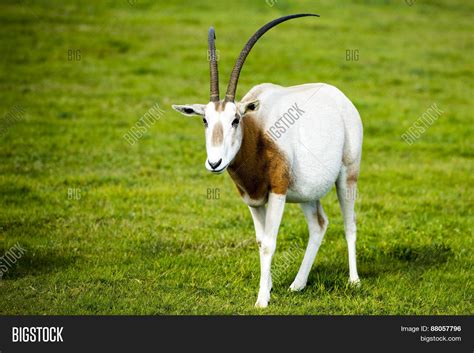 Scimitar-horned Oryx Image & Photo (Free Trial) | Bigstock