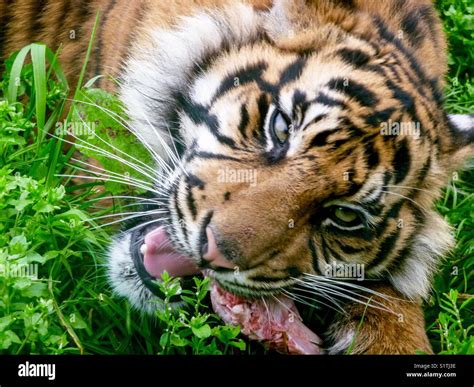 A Tiger Feeding Stock Photo - Alamy