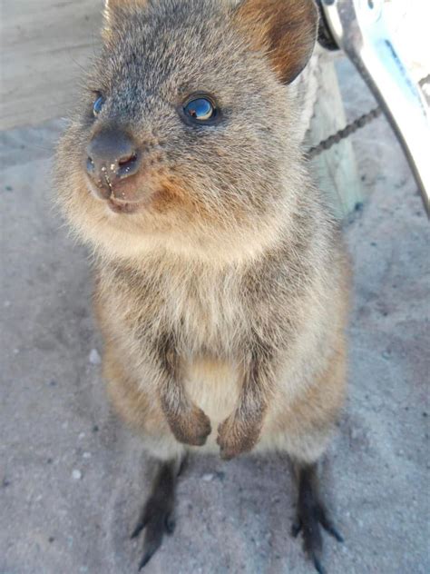 Fun Facts About Cute Animals – Quokka Edition | Explore | Awesome ...