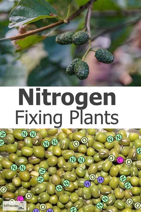 Nitrogen Fixing Plants; leguminous nutrient gleaners