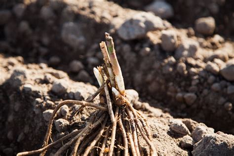 How to Plant Asparagus Crowns to Grow Sweet, Juicy Spears | The Seed ...