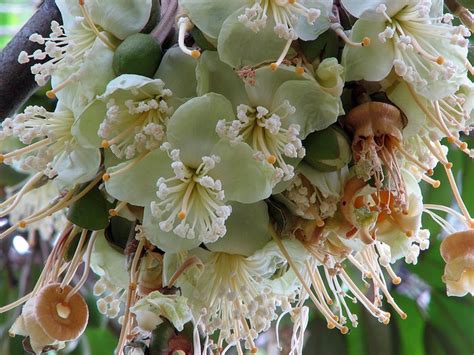 Durian Flowers. | Bali, Indonesia